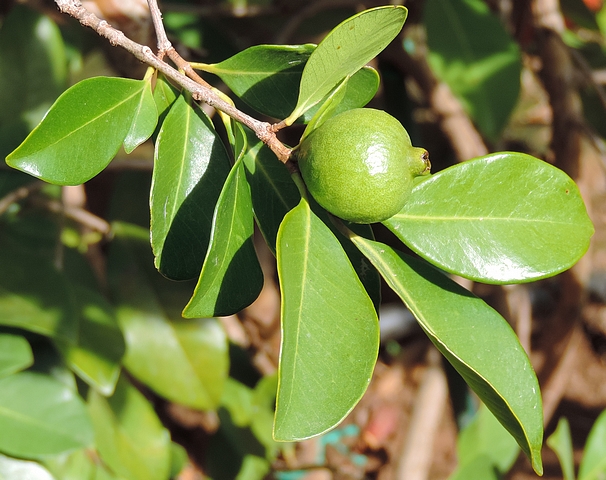 Psidium cattleianum Sab. : fruit en formation 