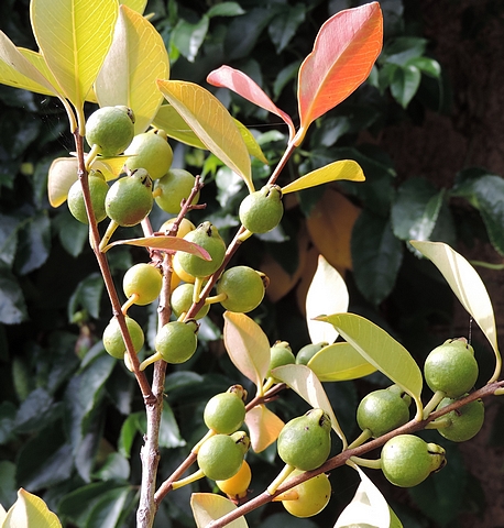 Psidium cattleianum Sab. : fruits en formation sur les rameaux de l'ann�e (de couleur brun rouge�tre)