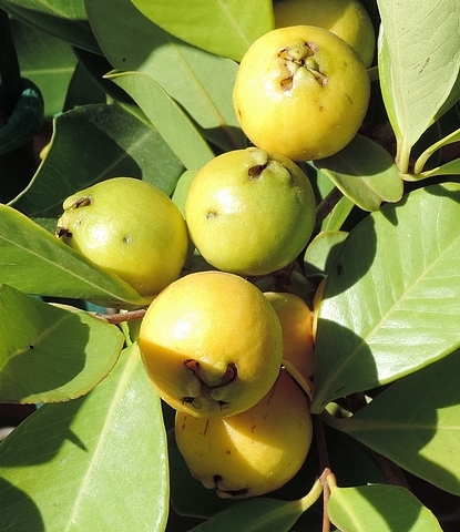 Psidium cattleyanum var. lucidum Hort. : groupe de fruits