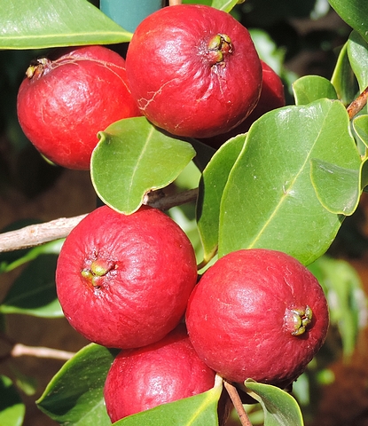 Psidium cattleyanum Sab. (esp�ce type) : groupe de fruits