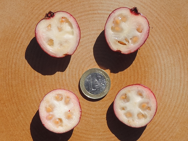 Psidium cattleianum Sab. (esp�ce type) : int�rieur du fruit
