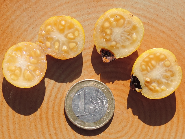 Psidium cattleyanum var. lucidum Hort. : int�rieur du fruit