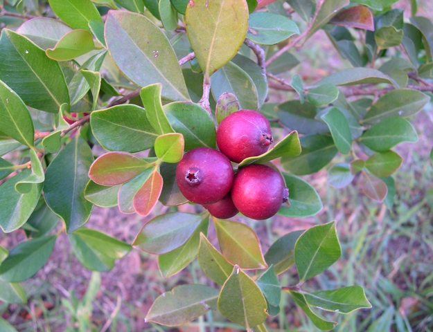Psidium cattleyanum Sab. (esp�ce type) : fructification en groupe