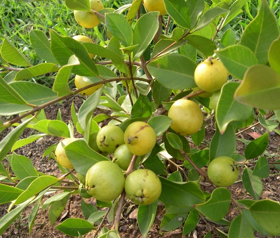Psidium cattleianum var. lucidum Hort. : fructification