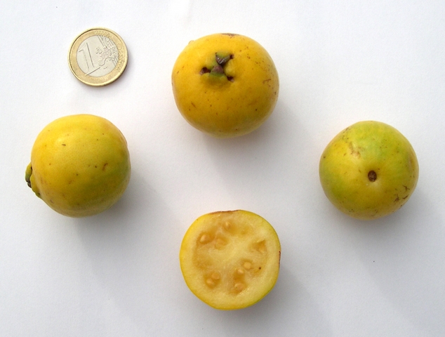 Psidium cattleianum var. lucidum Hort. : fruits de grande taille