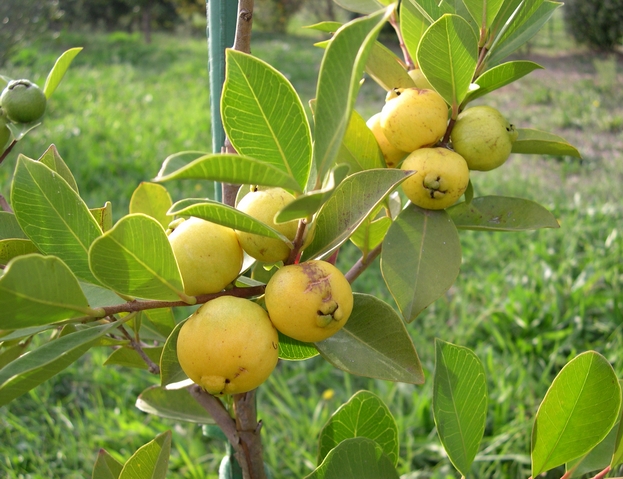 Psidium catlleyanum var lucidum Hort. : fructification en groupes