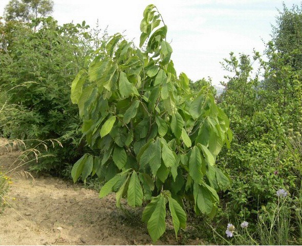 Asimina triloba conduit en gobelet