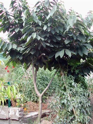 Asimina triloba conduit en gobelet