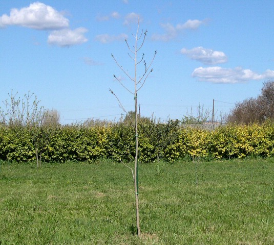 Asimina triloba : silhouette d'un jeune sujet en fin d'hiver