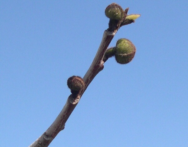 Asimina triloba : boutons floraux et bourgeon v�g�tatif apical