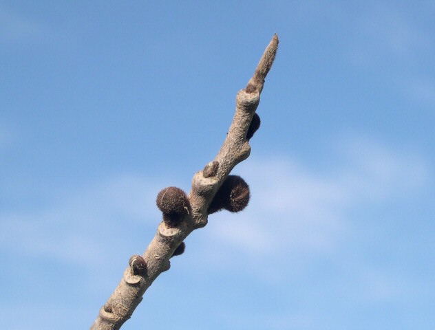 Asimina triloba : boutons floraux et un bourgeon � feuilles 