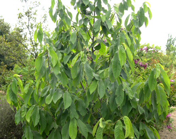 Asimina triloba : feuillage