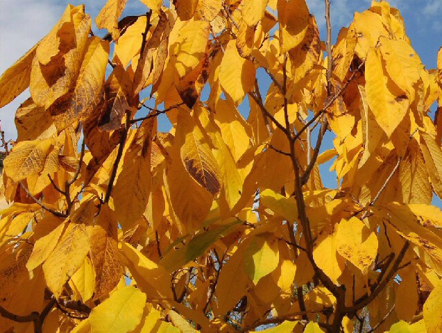 Asimina triloba : feuillage automnal