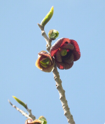 Asimina triloba : fleur (noter les six p�tales)