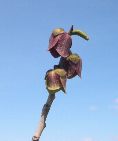 Asimina triloba : fleurs 