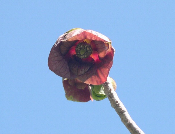 Asimina triloba : int�rieur de la fleur