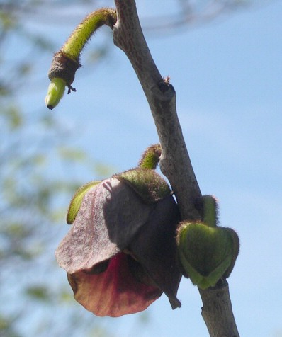 Asimina triloba : fruit isol� nou� (au-dessus de la fleur)