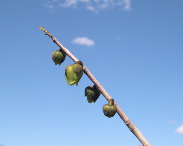 Asimina triloba : d�but de floraison