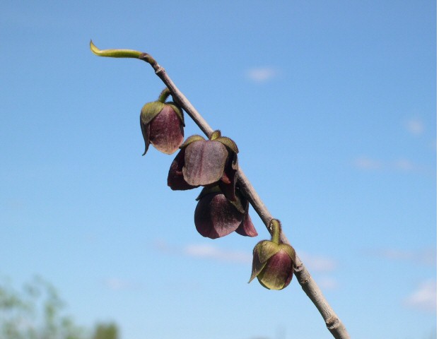 Asimina triloba : les deux stades de la floraison (tulipe ferm�e et clochette ouverte)