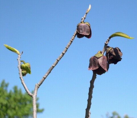 Asimina triloba : floraison
