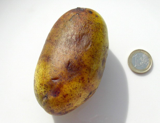 Asimina triloba : fruit � surmaturit� (go�t d�sagr�able).