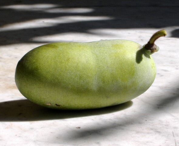 Asimina triloba : fruit m�r de la vari�t� 'Sunflower'