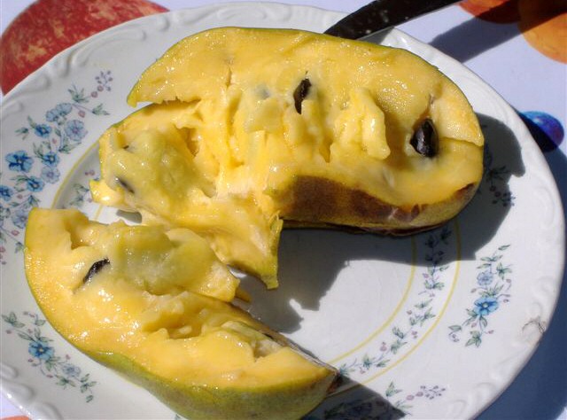 Asimina triloba : fruit m�r