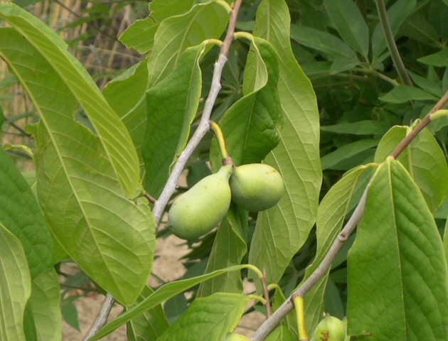 Asimina triloba : groupe de deux fruits en cours de formation