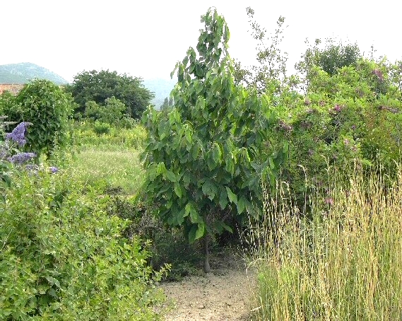 Asimina triloba (Asiminier, pawpaw)