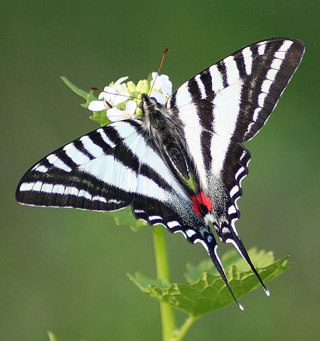 Eurytides Marcellus Cramer