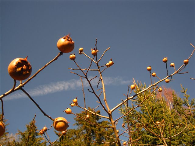 Mespilus germanica : �Nottingham� und �Apyrena�