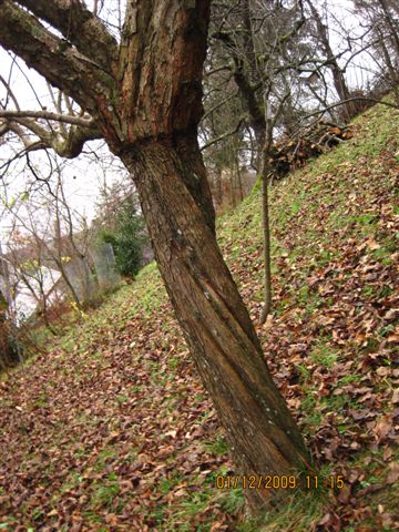  Mespilus germanica : ,Nottingham�, Kopulation auf Crataegus monogyna