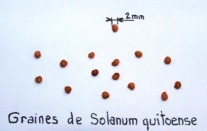 Solanum quitoense Lam. : graines