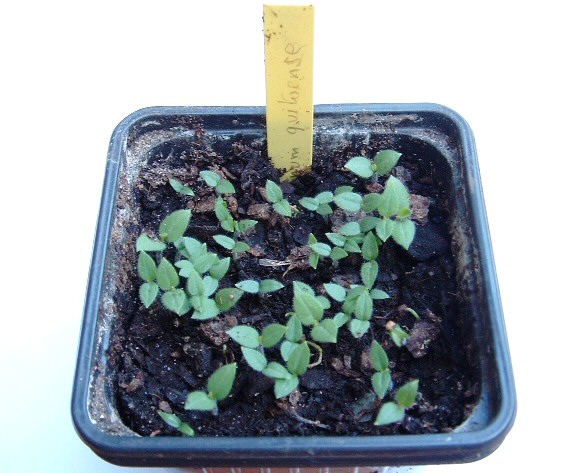 Solanum quitoense Lam. : lev�e des graines r�ussie