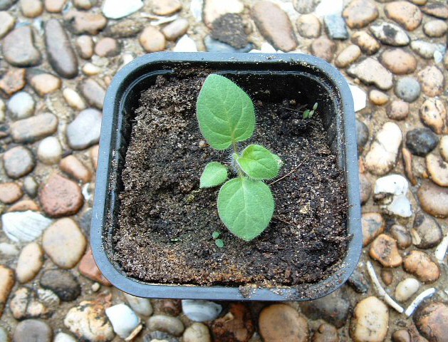 Solanum quitoense Lam. : d�veloppement des premi�res feuilles apr�s repiquage en pot individuel
