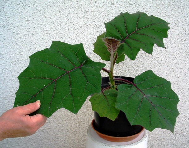 Solanum quitoense Lam. : aspect des feuilles
