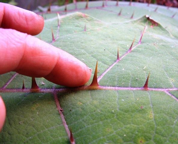 Solanum quitoense Lam. : d�tail d'une feuille montrant les �pines