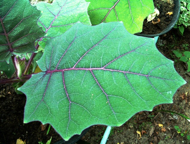 Solanum quitoense Lam. : feuille d'une vari�t� inerme