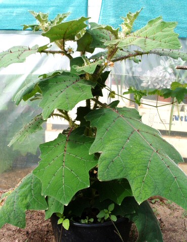 Solanum quitoense Lam. : plante d�velopp�e avec premi�res fleurs