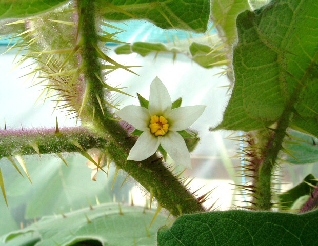 Solanum quitoense Lam. : fleur