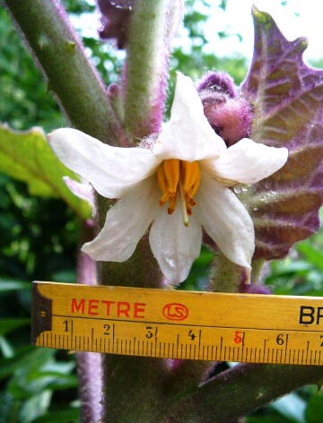 Solanum quitoense Lam. : d�tails d'une fleur
