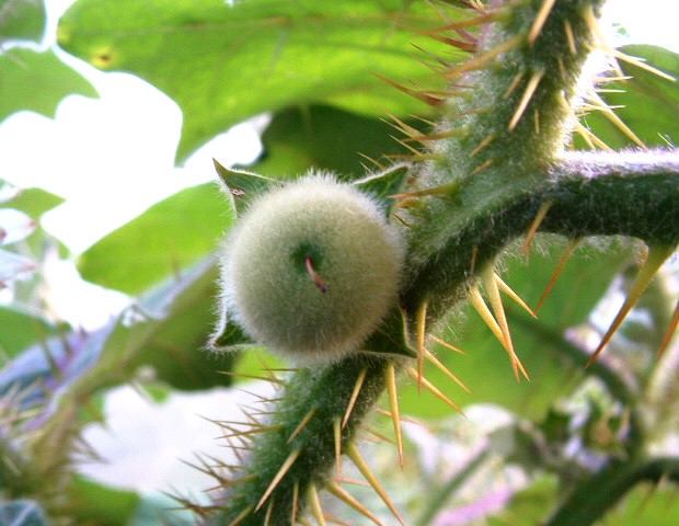 Solanum quitoense Lam. : jeune fruit