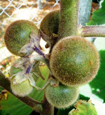 Solanum quitoense Lam. : grappe de jeunes fruits 