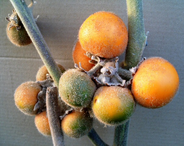 Solanum quitoense Lam. : fruits en cours de maturation