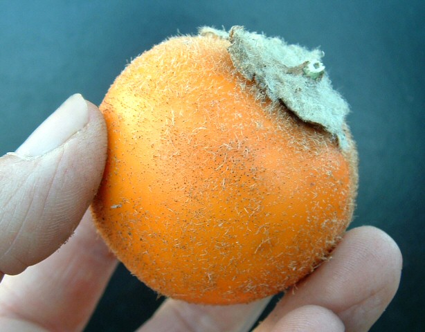 Solanum quitoense Lam. : fruit m�r