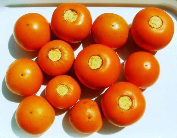 Solanum quitoense Lam. : r�colte de fruits m�rs, apr�s �limination des poils