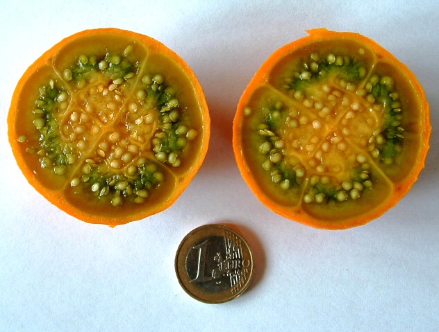 Solanum quitoense Lam. : fruit coup� en deux (observation pulpe et graines)