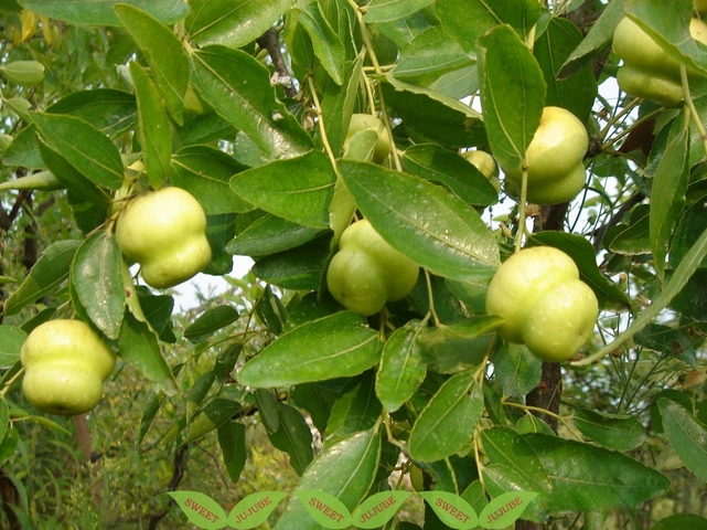 Millstone Jujube