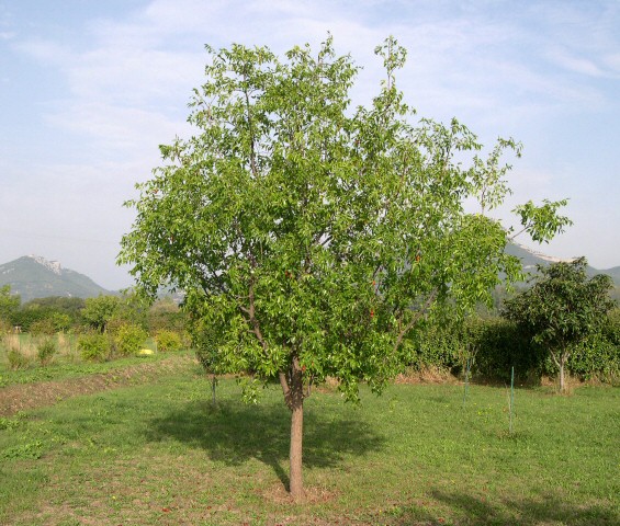 Ziziphus jujuba 'Lang'