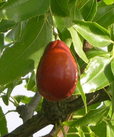 Ziziphus jujuba 'Lang' : fruit m�r